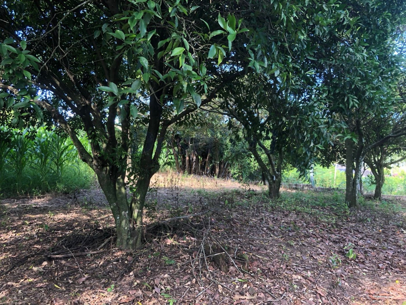 Terreno para Venda no bairro Centro em Rolante