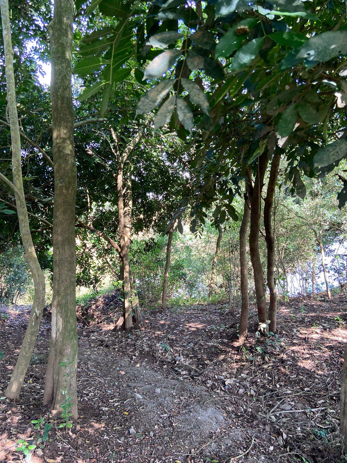 Sítio para venda no bairro Areia Branca em Parobé