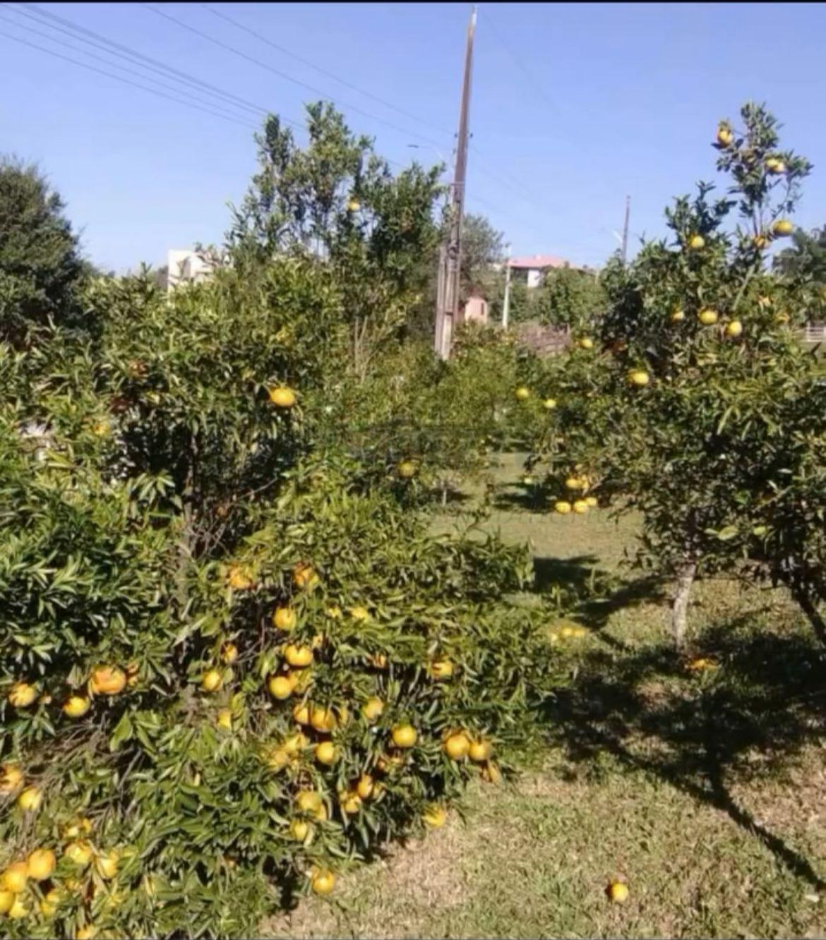 Chácara em Araricá com  5.000 m² de pura tranquilidade e lazer! 