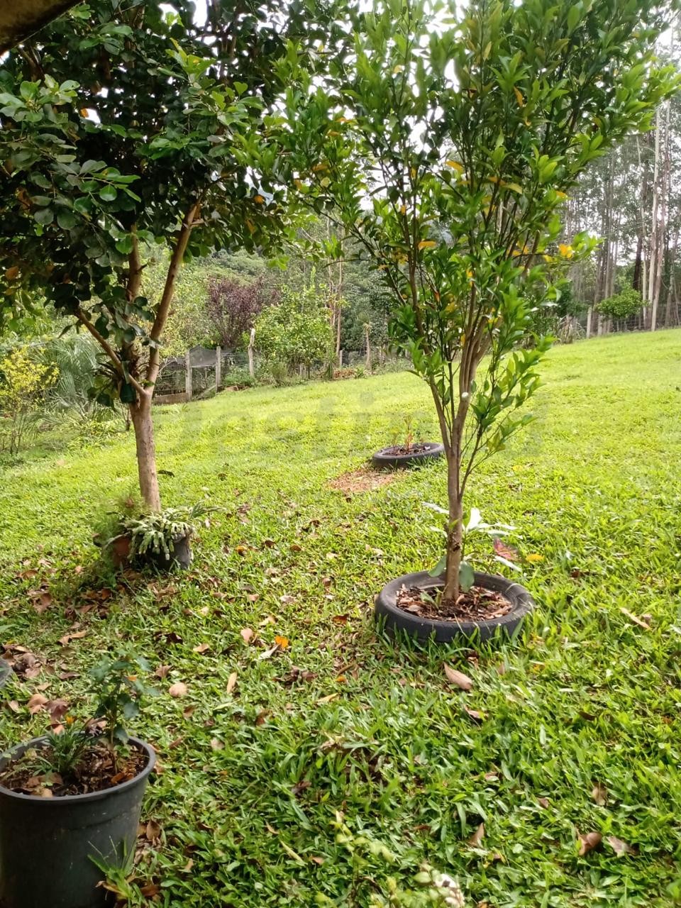 Sítio / Chácara 2 quartos para Venda no bairro Centenário em Sapiranga