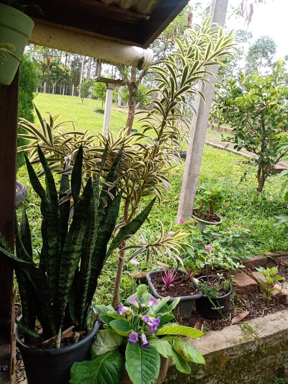 Sítio / Chácara 2 quartos para Venda no bairro Centenário em Sapiranga