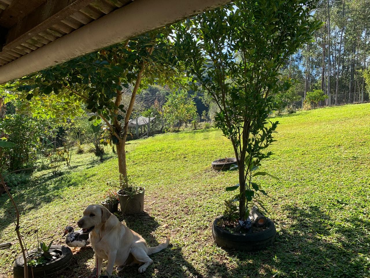 Sítio / Chácara 2 quartos para Venda no bairro Centenário em Sapiranga