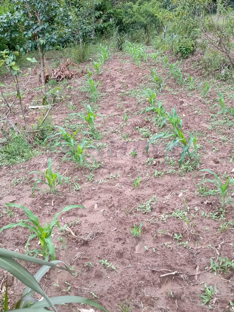 Sítio / Chácara 2 quartos para Venda no bairro Centenário em Sapiranga